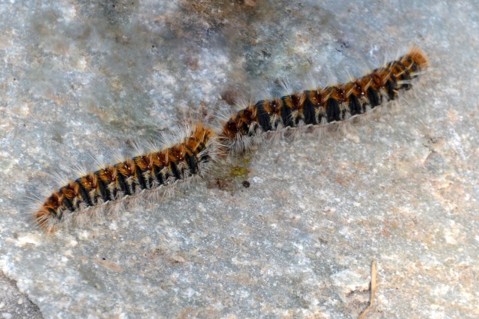 Nikon D5100 sample photo. Nature, animal, caterpillar photography