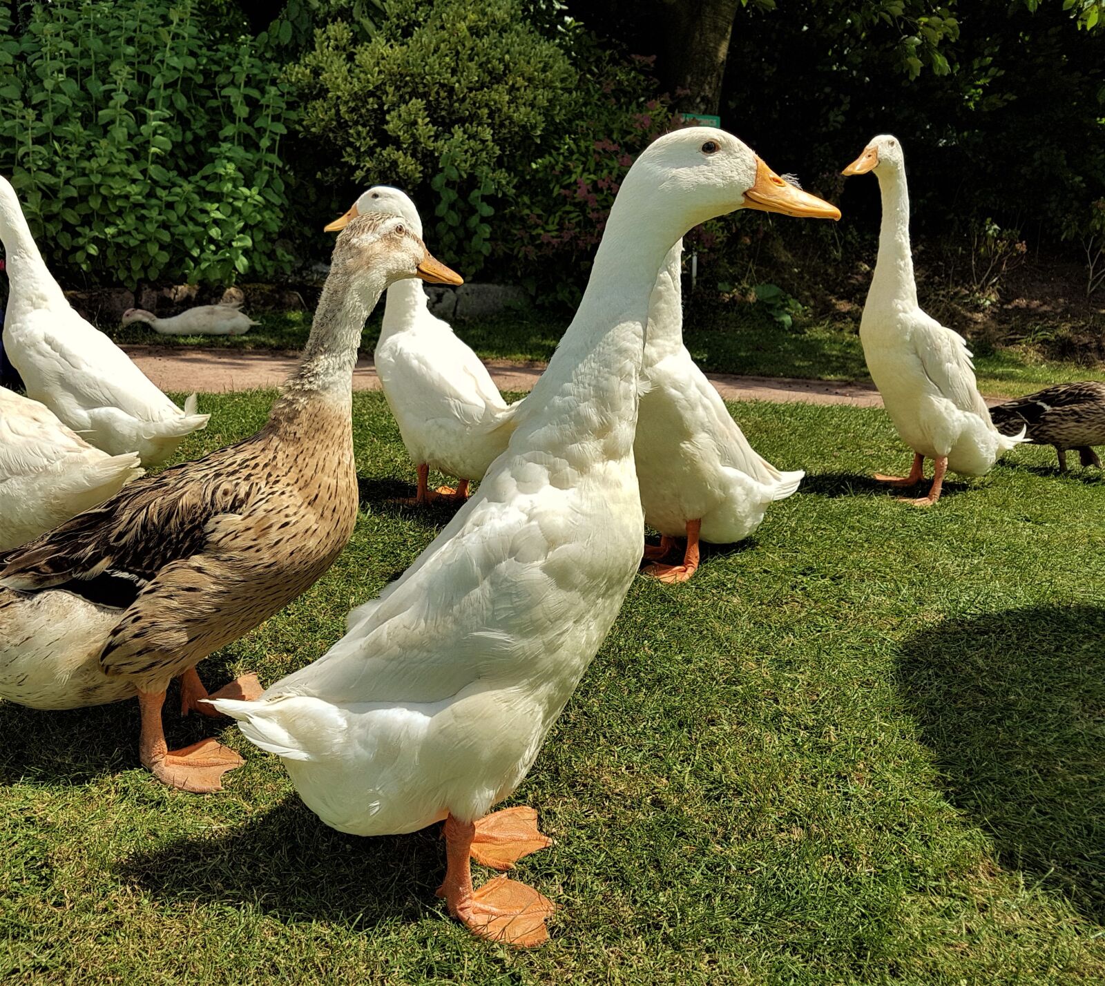 Samsung Galaxy S7 Edge sample photo. Ducks, farm, wildlife photography