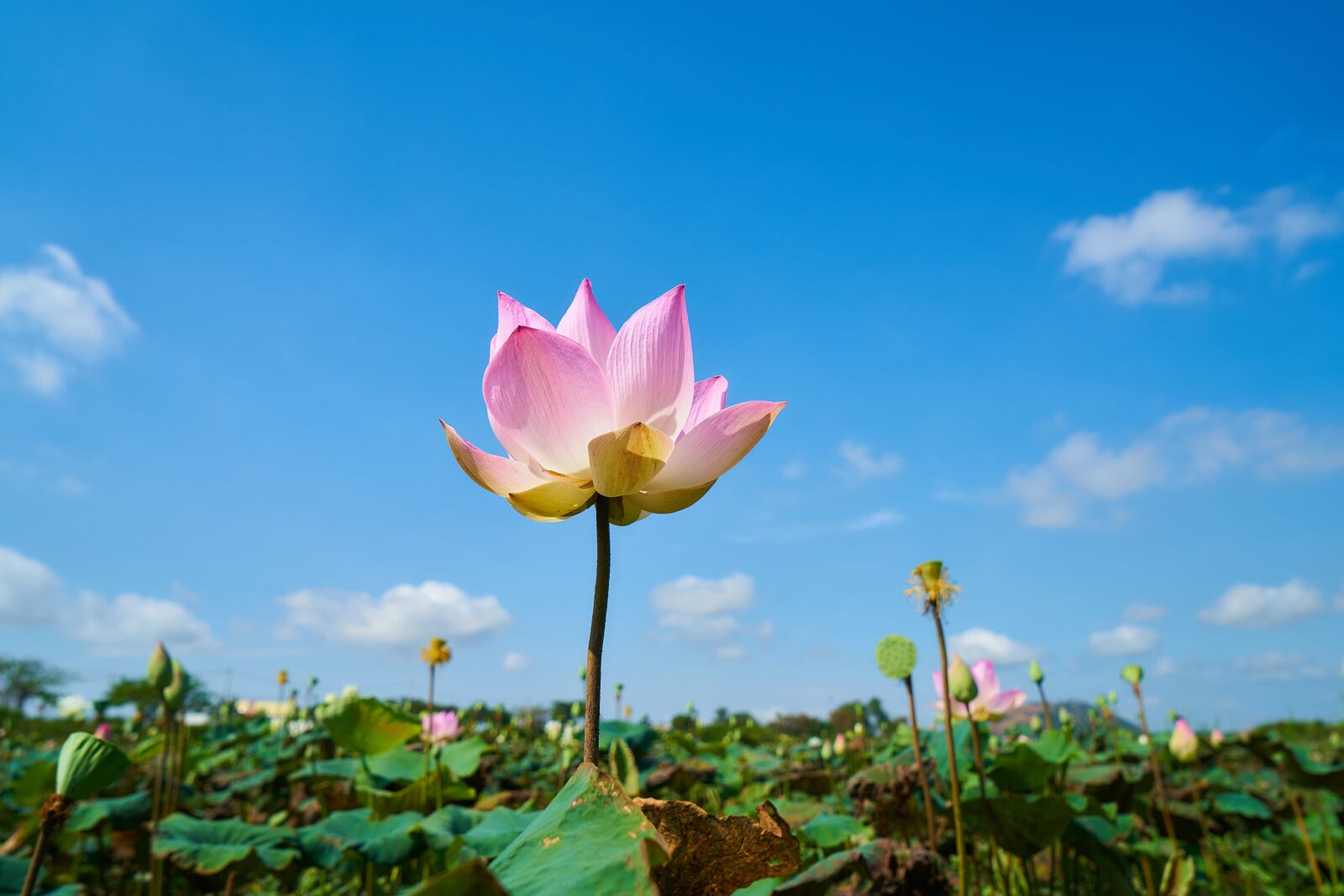 Sony a7R II sample photo. Lotus, plant, flower photography