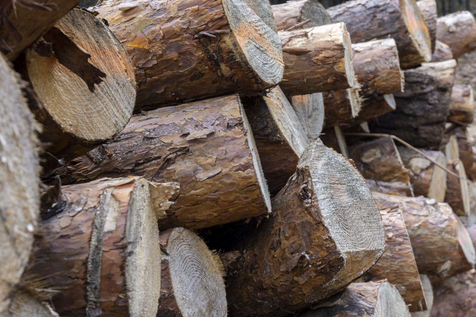 Sony a6000 sample photo. Wood, forest, lumberjack photography