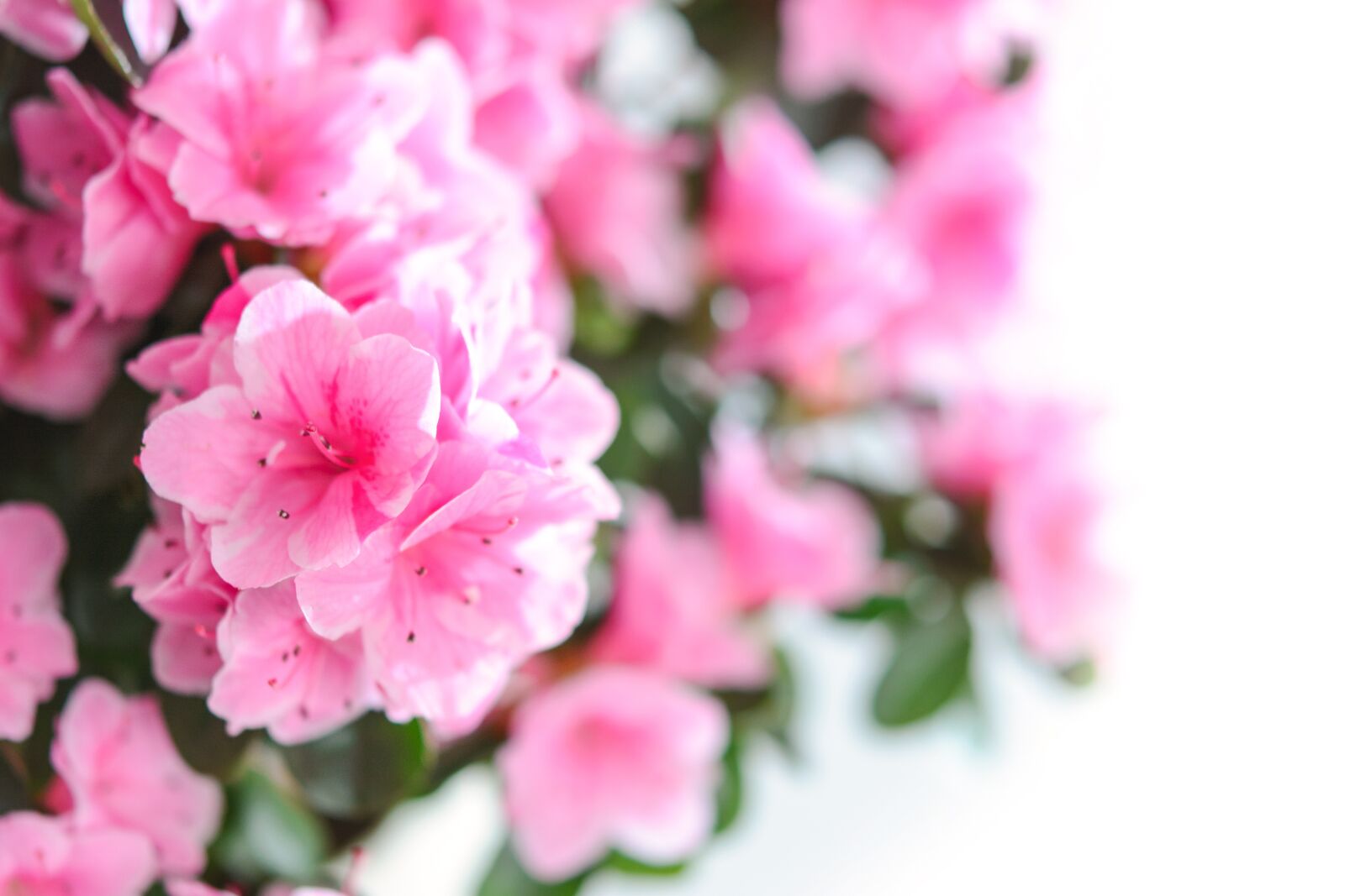 Nikon D7100 sample photo. Pink flowers, flower, nature photography
