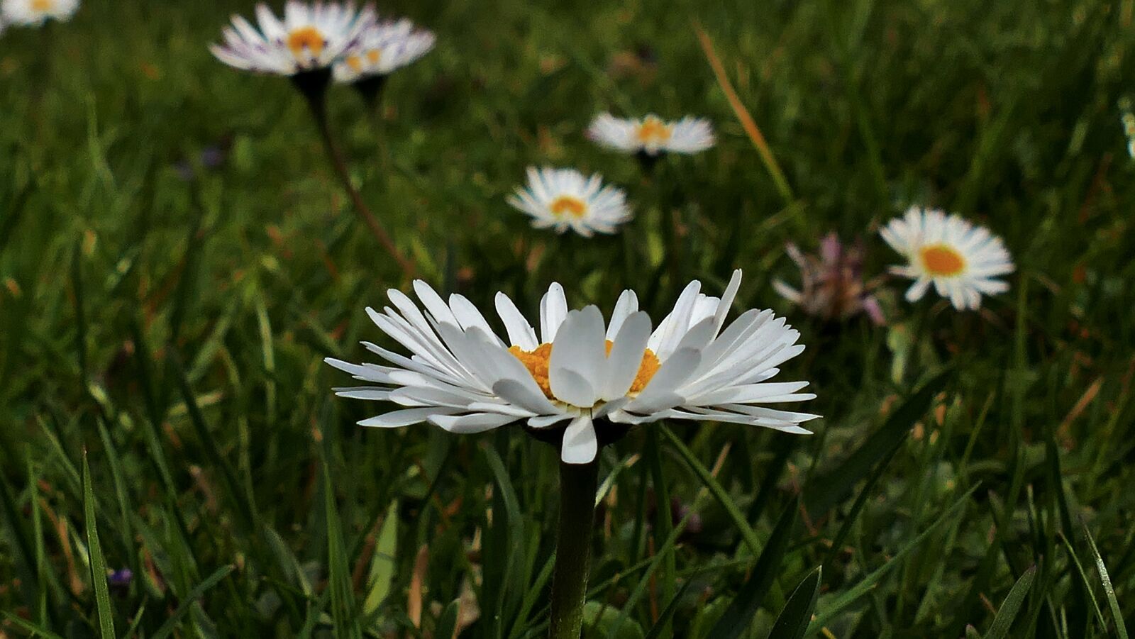 Panasonic Lumix DMC-FZ1000 sample photo. Daisy, spring, summer photography