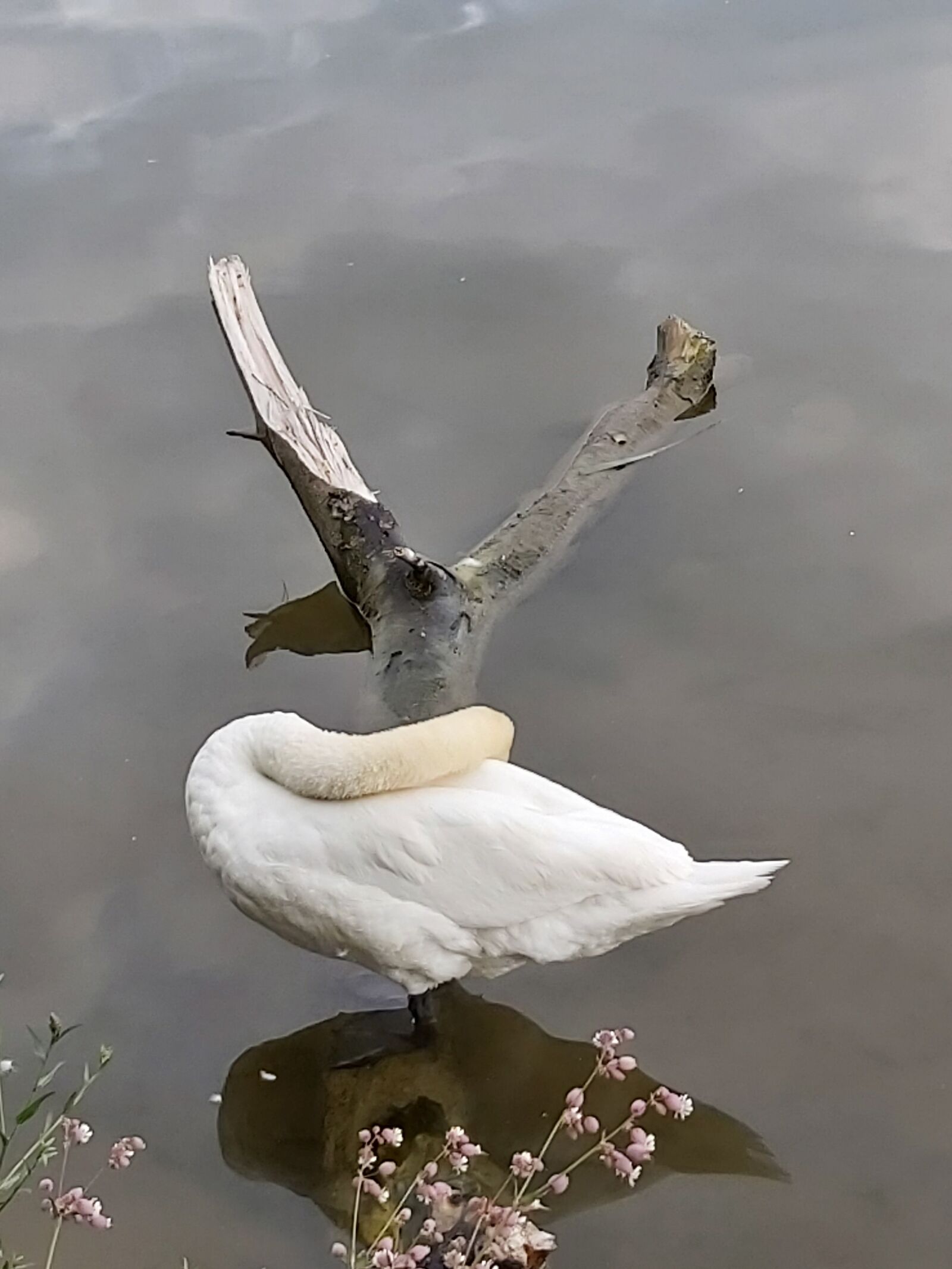 Samsung Galaxy A70 sample photo. Swan, cygnus, mute swan photography