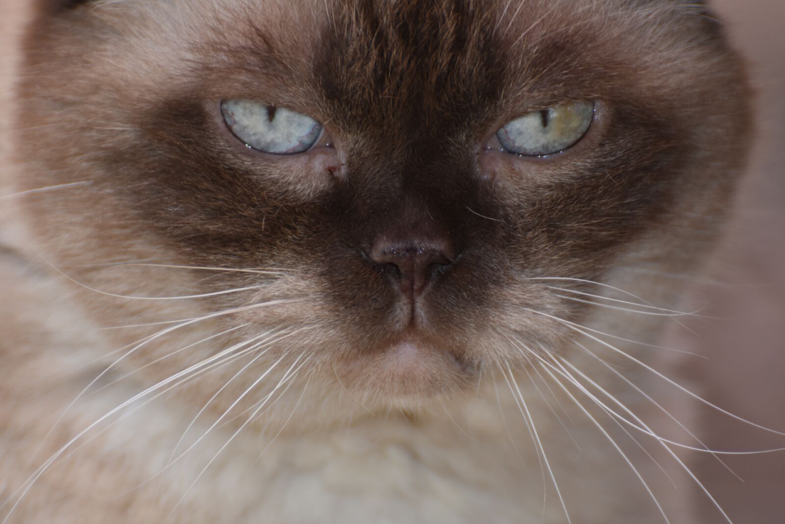 Nikon D7200 sample photo. British shorthair, cat, domestic photography