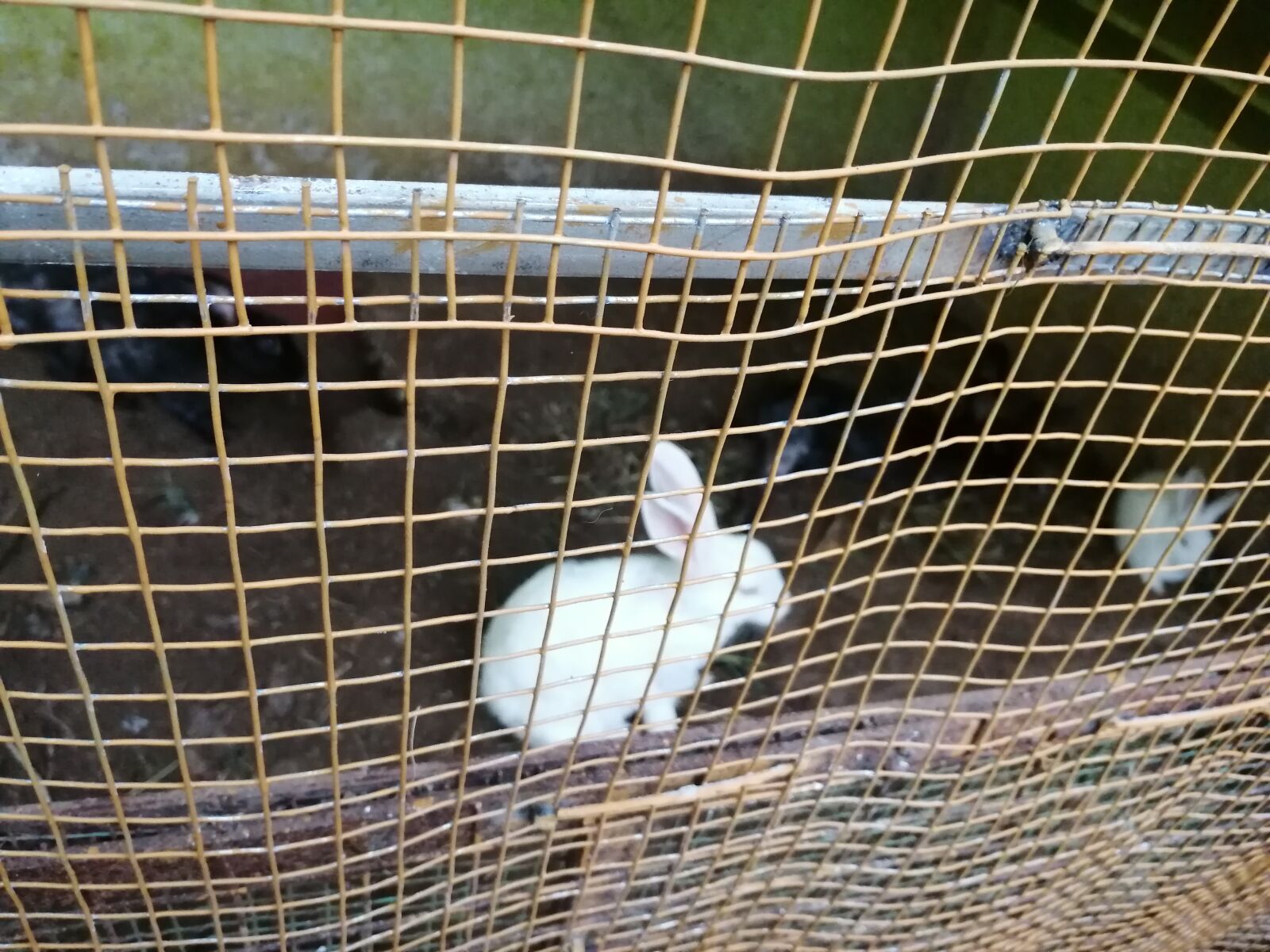 HUAWEI Honor 8x sample photo. Rabbit, alone, nature photography