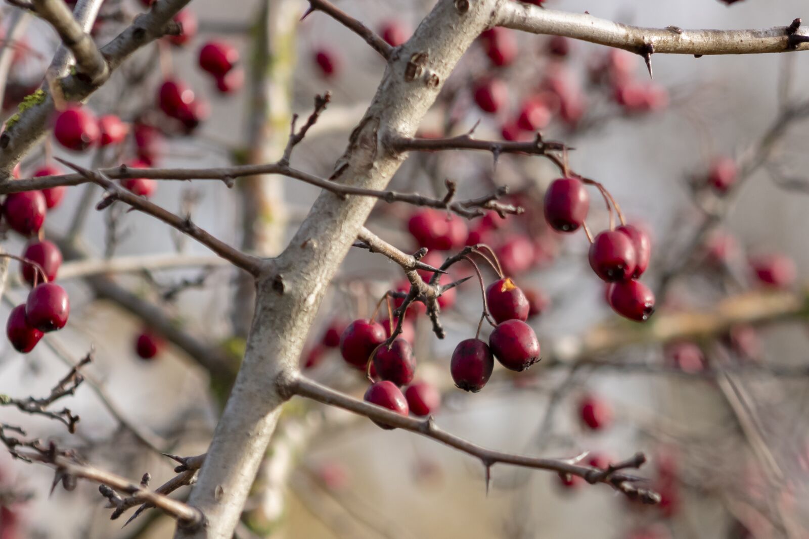 Canon EF75-300mm f/4-5.6 sample photo. Hawthorn, bush, shrub photography