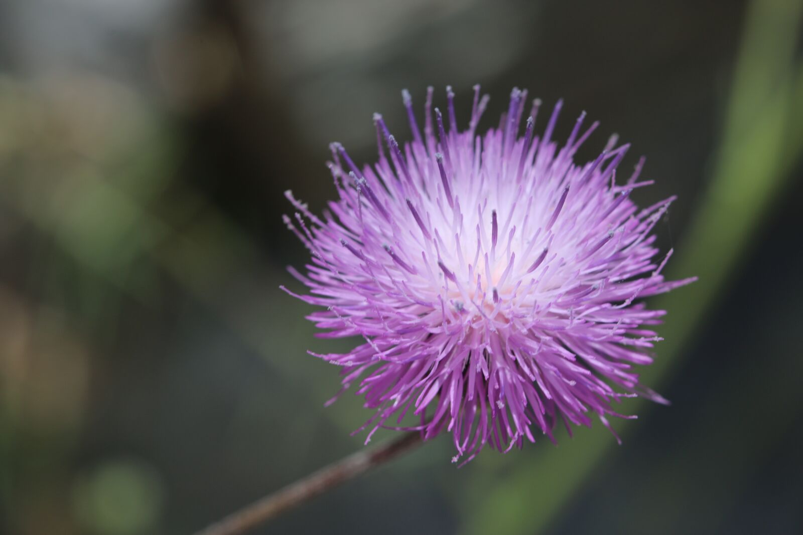 Canon EOS 70D + Canon EF 100mm F2.8 Macro USM sample photo. Flower, pink, nature photography