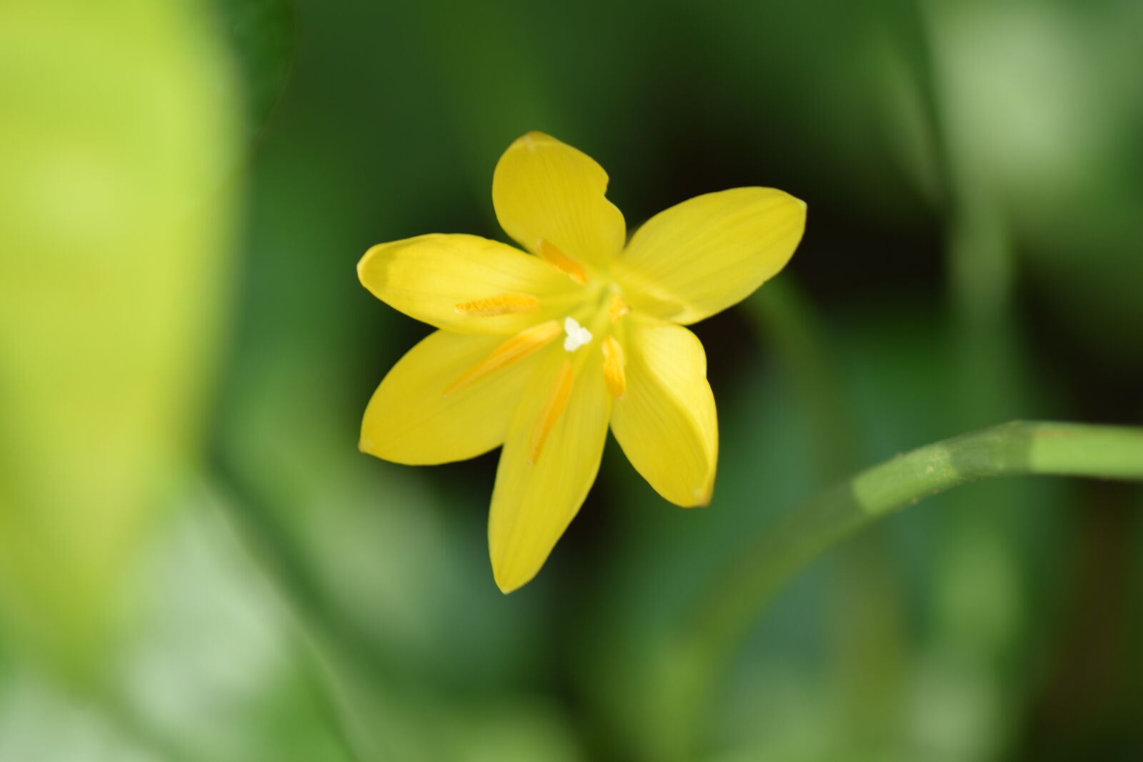 Nikon D3300 sample photo. Flower, yellow, nature photography