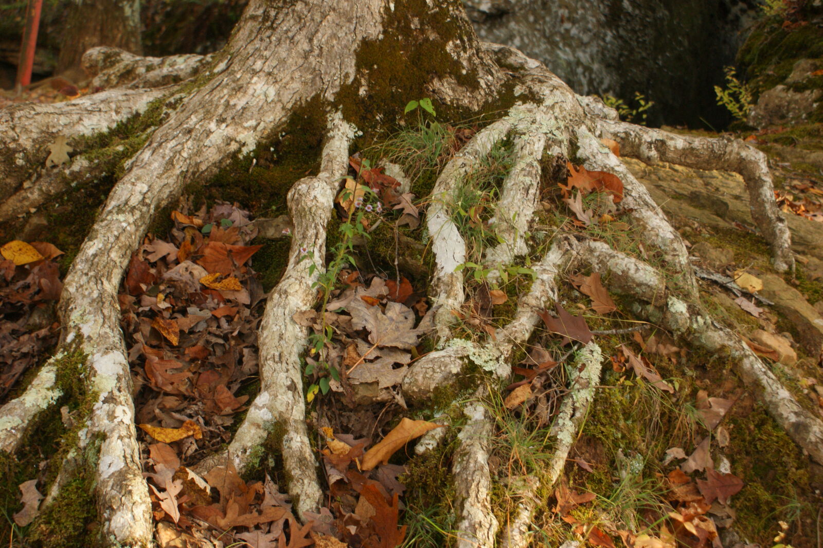 Sony Alpha DSLR-A350 sample photo. Autumn, leaves, bark, nature photography