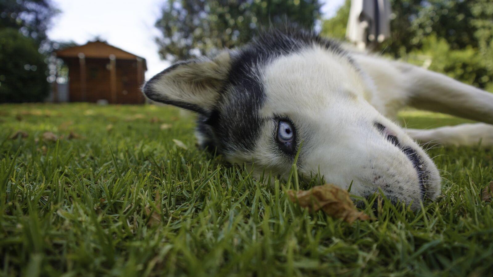 Nikon D7100 sample photo. Siberian husky, husky, dog photography