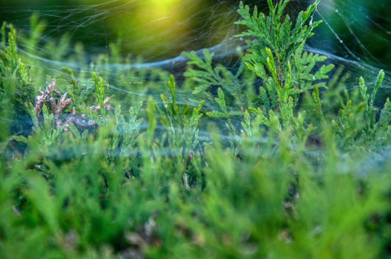 Nikon D5000 sample photo. Hedge, spider webs, fine photography