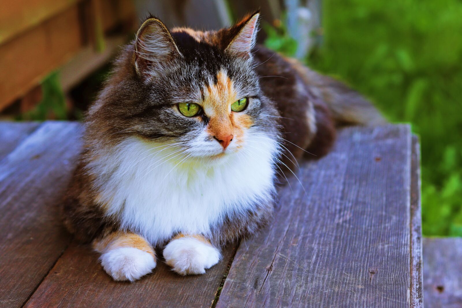 Canon EOS 200D (EOS Rebel SL2 / EOS Kiss X9) sample photo. Cat, foot, fur photography