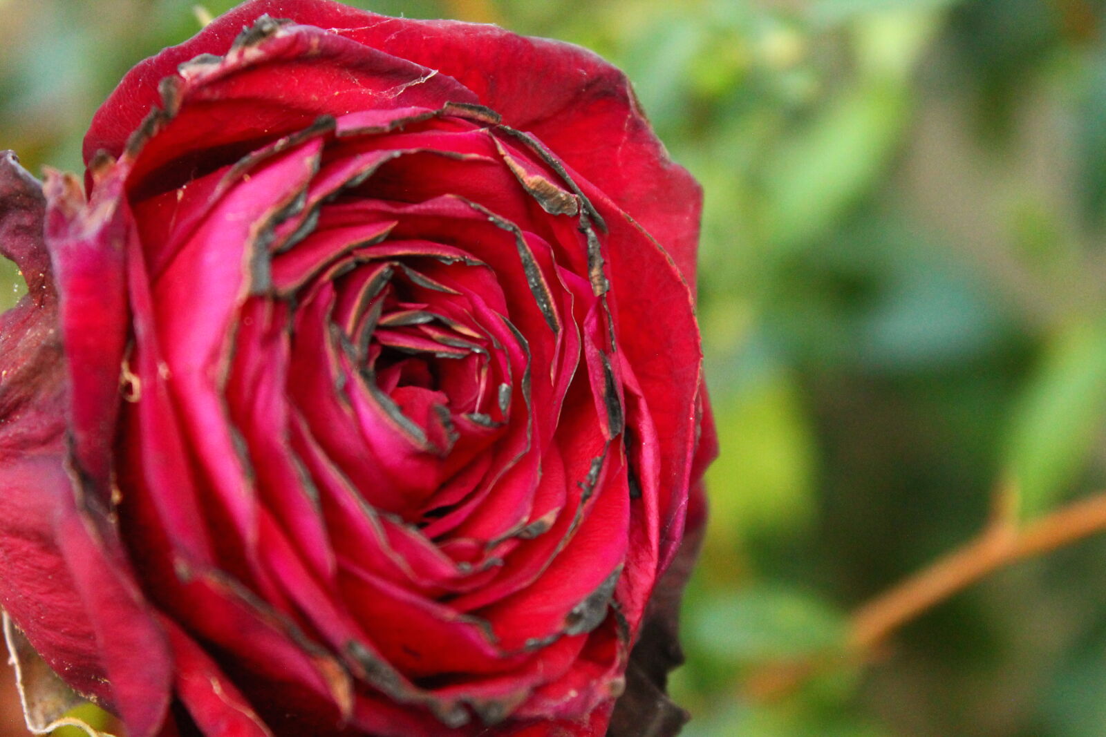 Canon EOS 1100D (EOS Rebel T3 / EOS Kiss X50) sample photo. Flower photography
