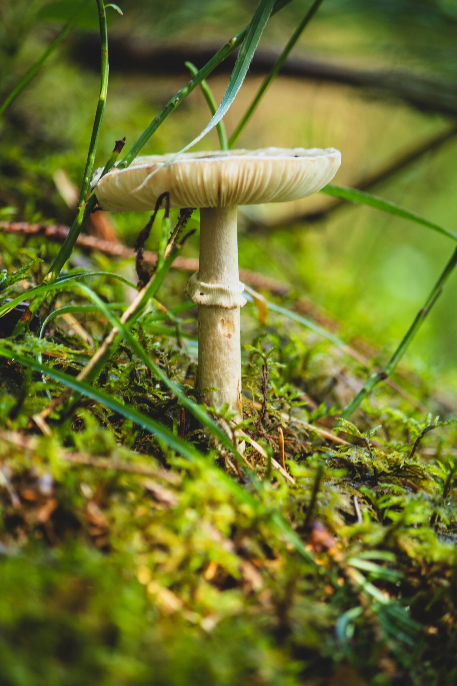 Canon EOS 1300D (EOS Rebel T6 / EOS Kiss X80) sample photo. Mushroom, close-up, macro photography