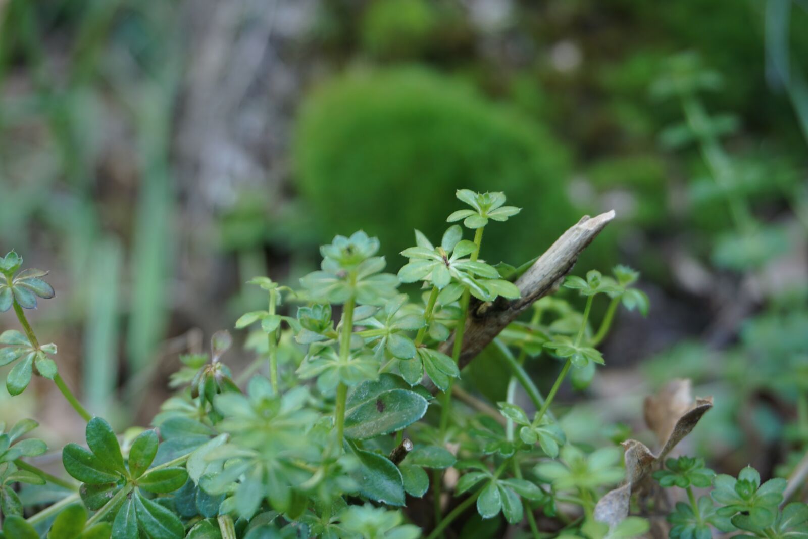 Sony a6000 sample photo. Nature, green, foam photography