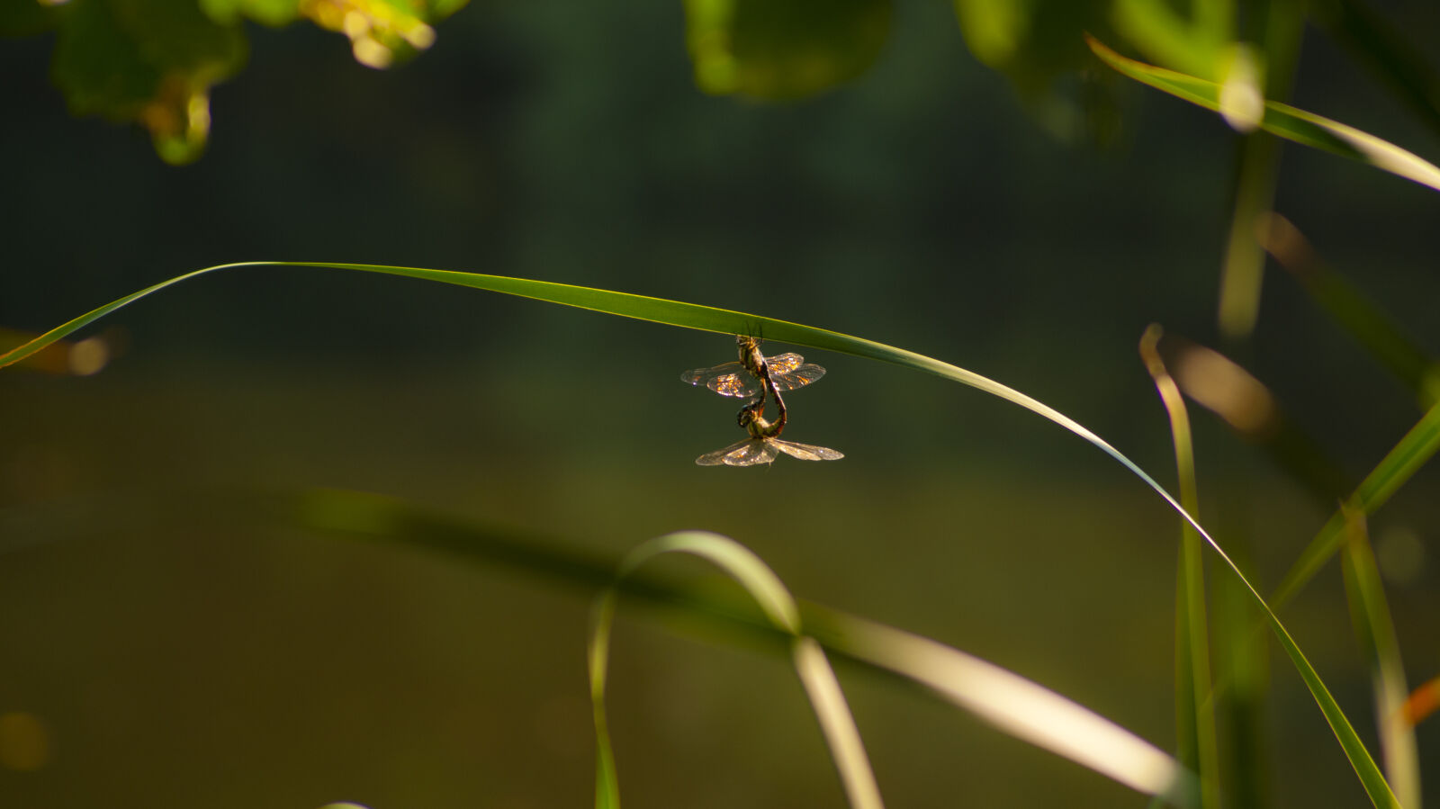 Sony DT 55-200mm F4-5.6 SAM sample photo. Nature, dragonflies, insects photography