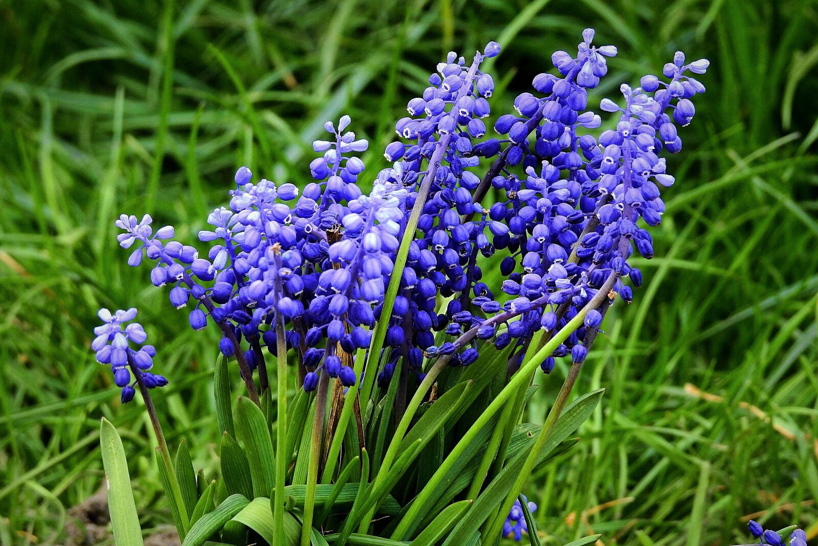 Nikon Coolpix P900 sample photo. Flowers, garden, spring photography