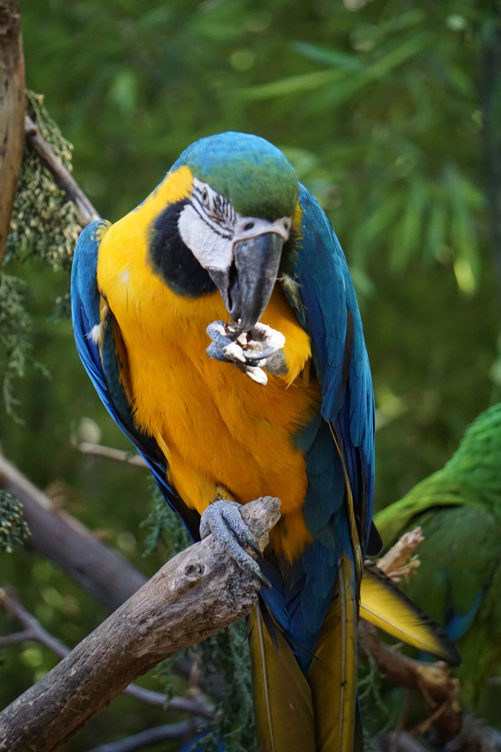 Sony E 55-210mm F4.5-6.3 OSS sample photo. Parrots, parakeets, birds photography