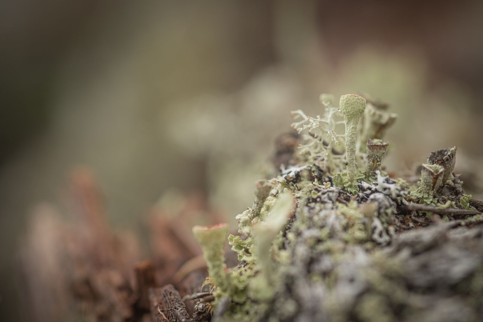 Canon EOS 6D Mark II sample photo. Lichen, forest, nature photography