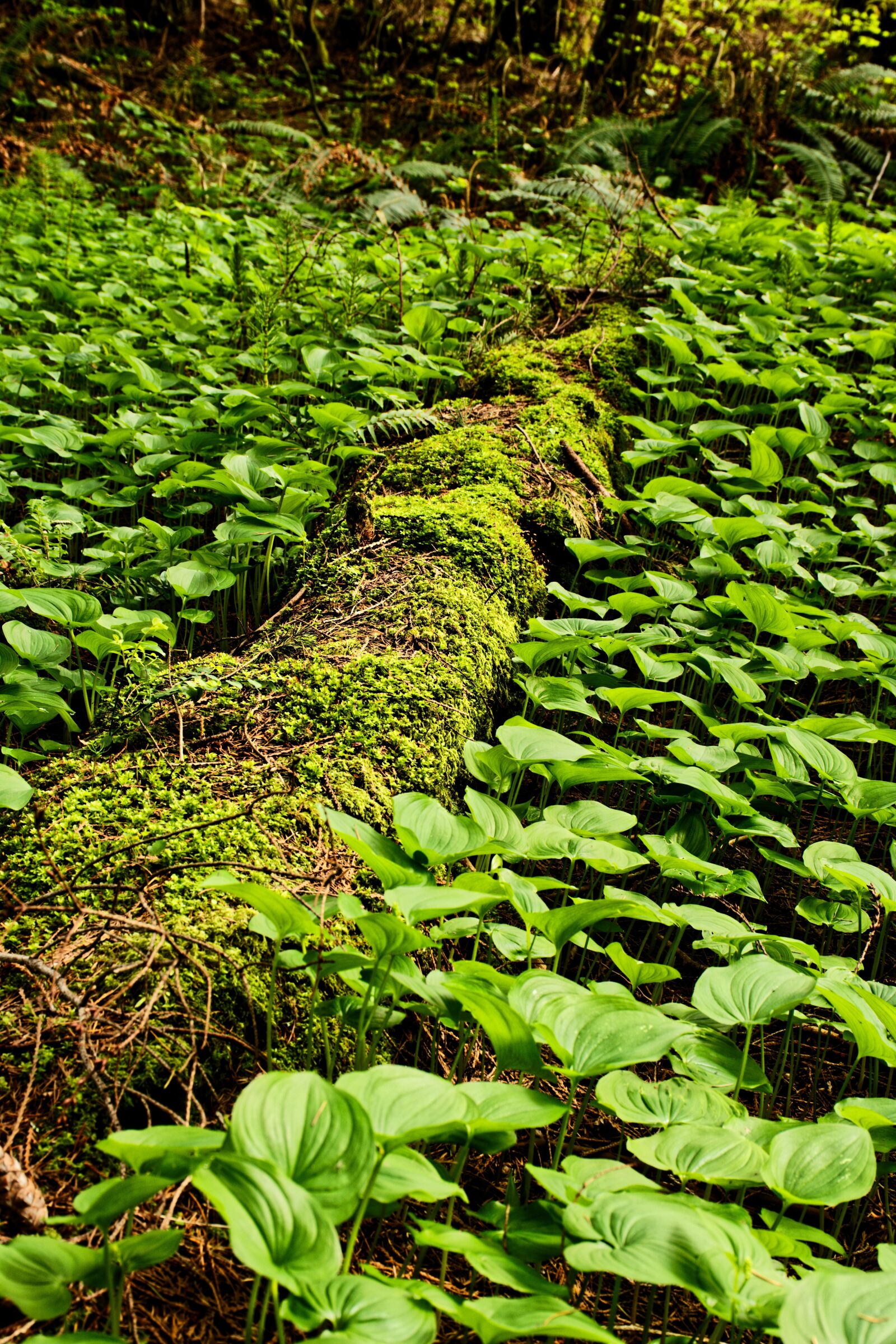 Nikon D7200 sample photo. Forest walk, millersylvania state photography