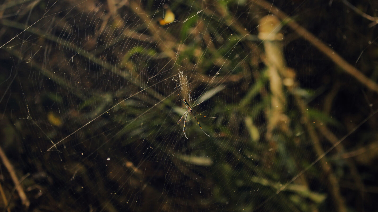 Canon EF-S 18-55mm F3.5-5.6 IS STM sample photo. Cobweb, nature, nature, photography photography