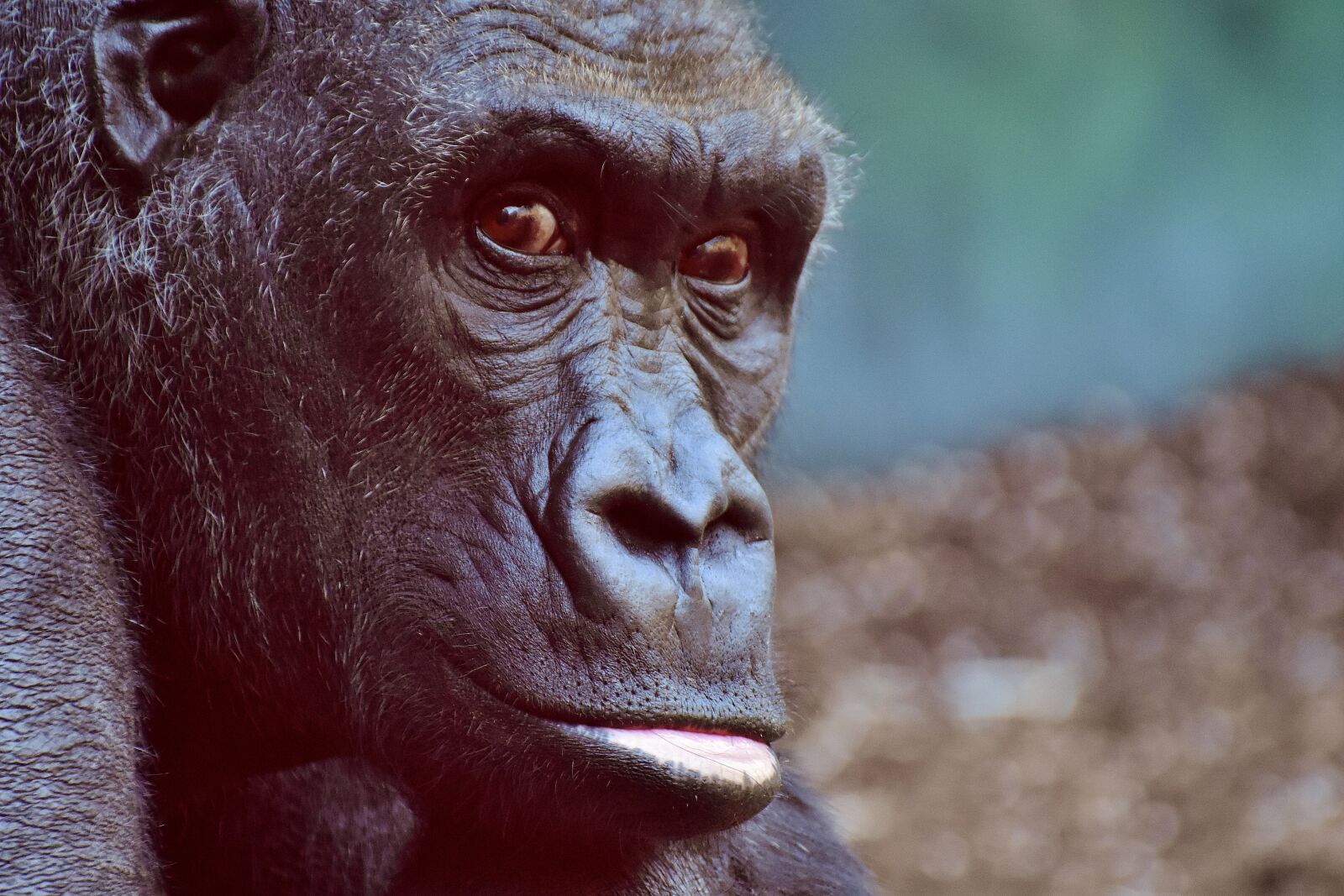 Nikon D7200 sample photo. Gorilla, monkey, animal photography