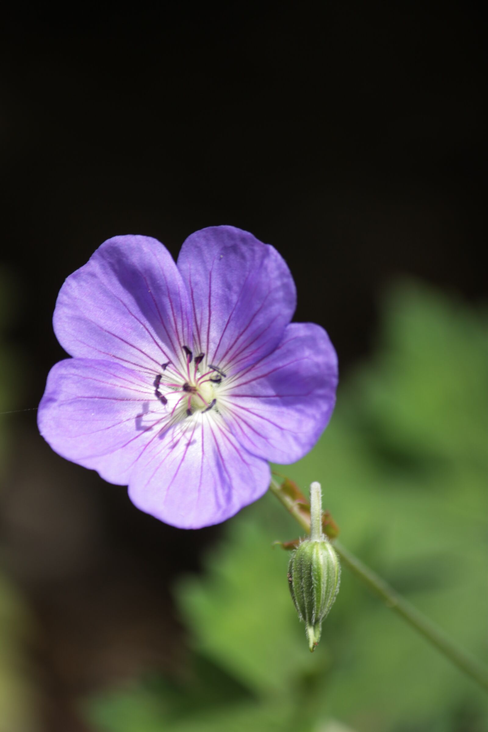Canon EOS 450D (EOS Rebel XSi / EOS Kiss X2) sample photo. Flower, purple flower, spring photography