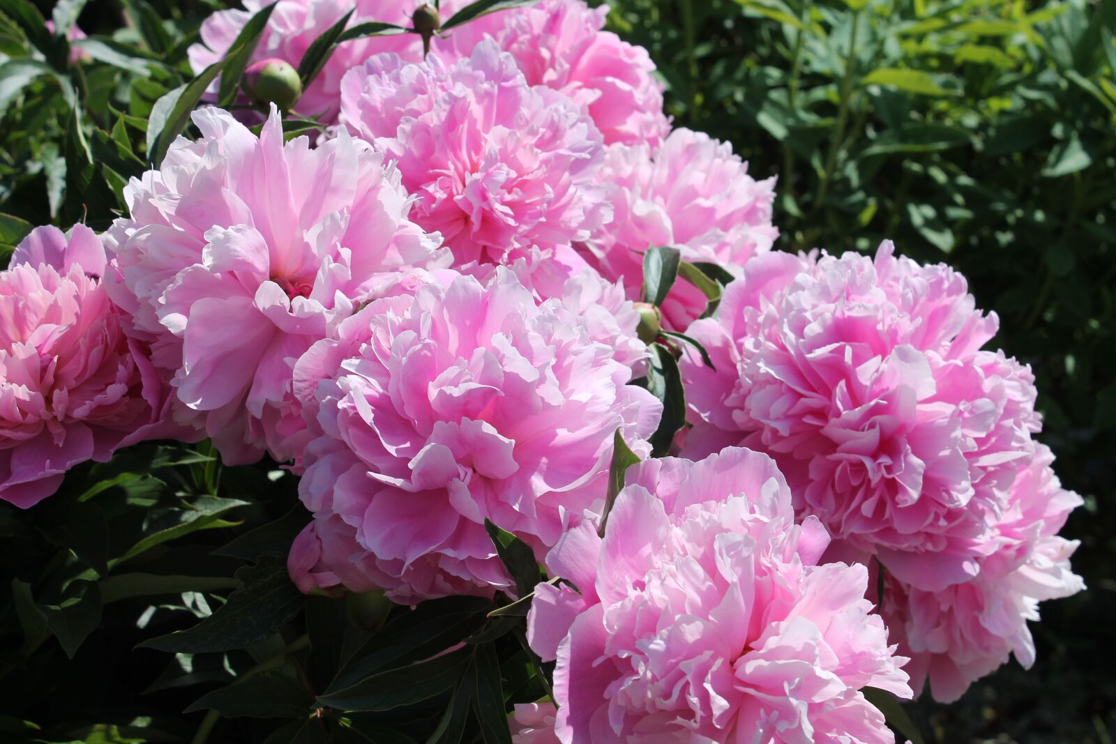 Canon EOS 1100D (EOS Rebel T3 / EOS Kiss X50) sample photo. Peoner, flower, have photography
