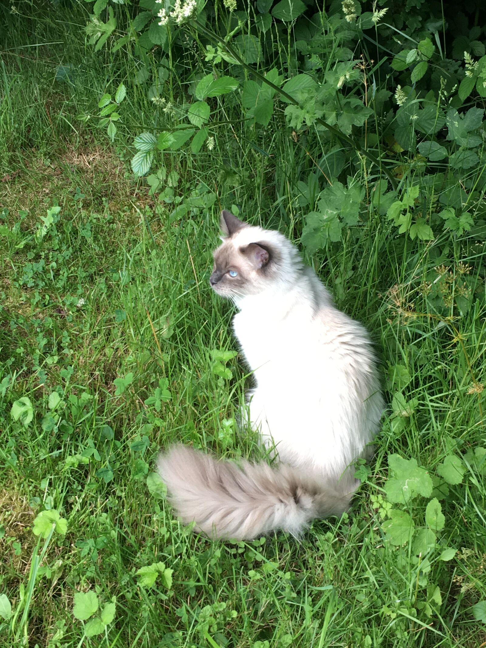 iPhone 6s Plus back camera 4.15mm f/2.2 sample photo. Ragdoll, cat, weed photography
