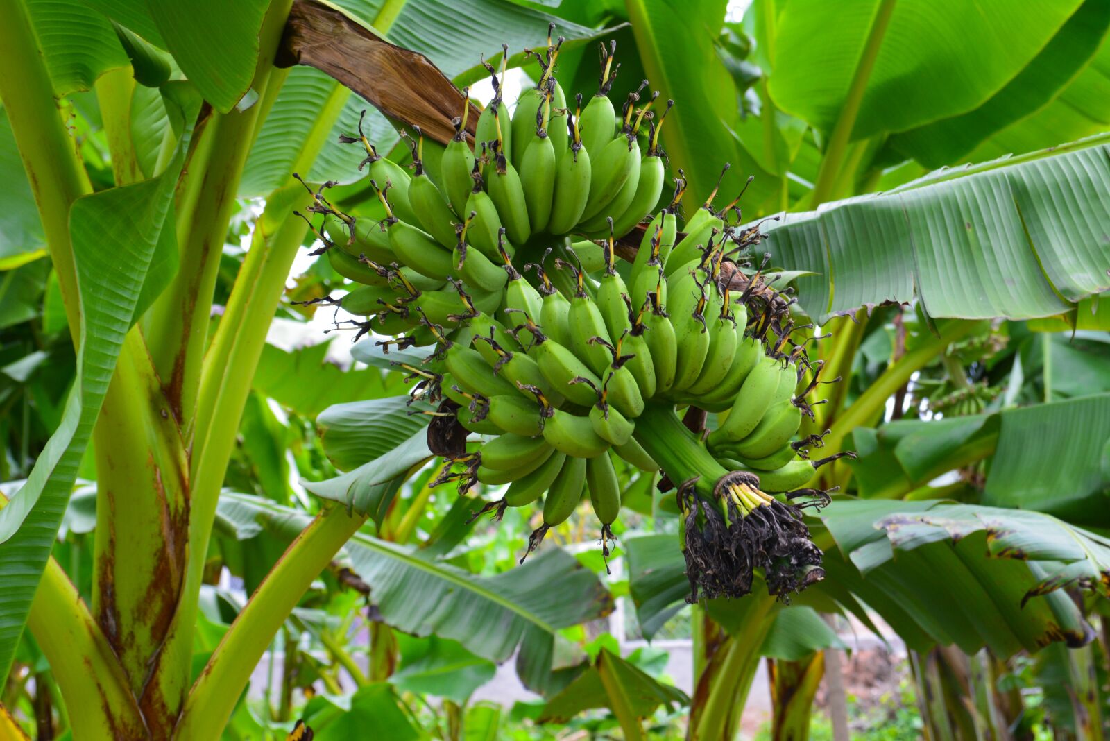 Nikon D5200 sample photo. Fruit, farm, green photography