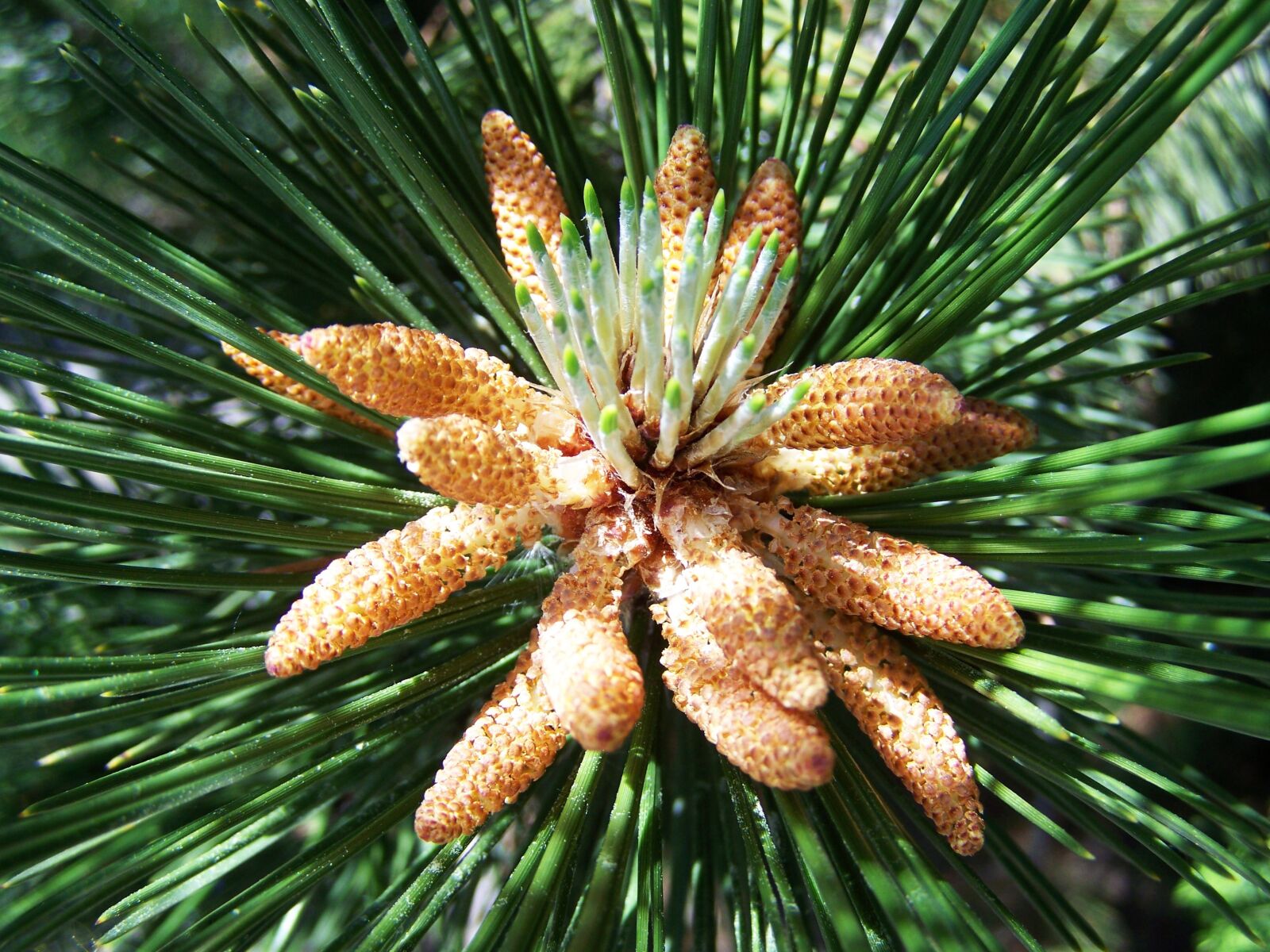 Kodak EASYSHARE ZD710 ZOOM DIGITAL CAMERA sample photo. Pine shoots, spring, nature photography