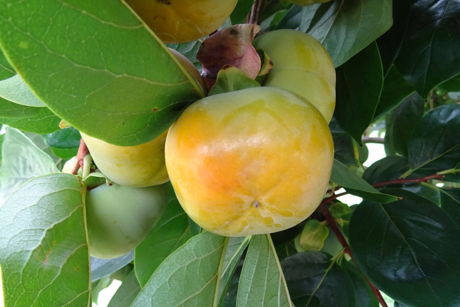 Sony DSC-HX60V sample photo. Persimmon, edible, fruit photography