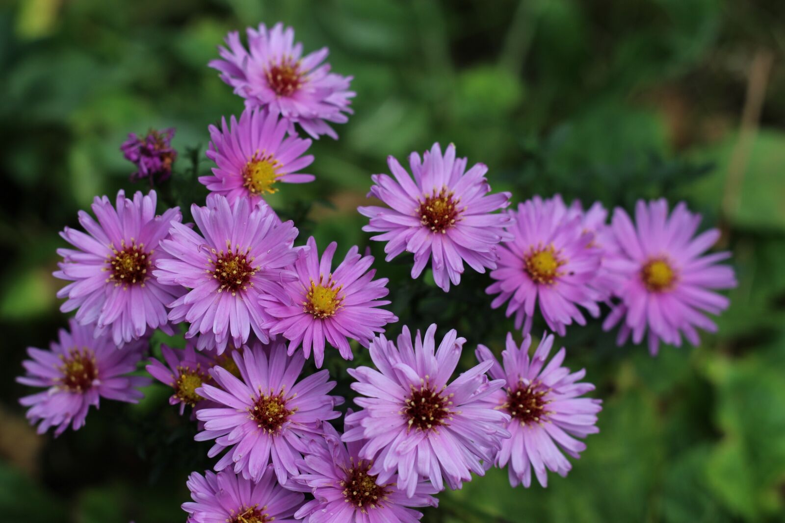 Canon EOS 700D (EOS Rebel T5i / EOS Kiss X7i) + Canon EF 50mm F1.8 II sample photo. Asters, purple, flower photography