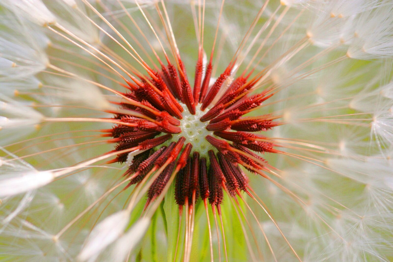 Canon EOS 30D sample photo. Nature, dandelion, egret dandelion photography
