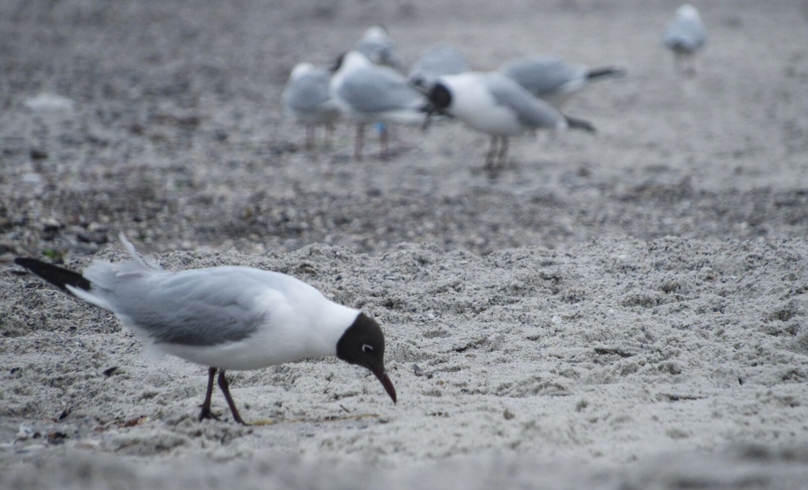 Canon PowerShot SX530 HS sample photo. Seagull, sea, sand photography