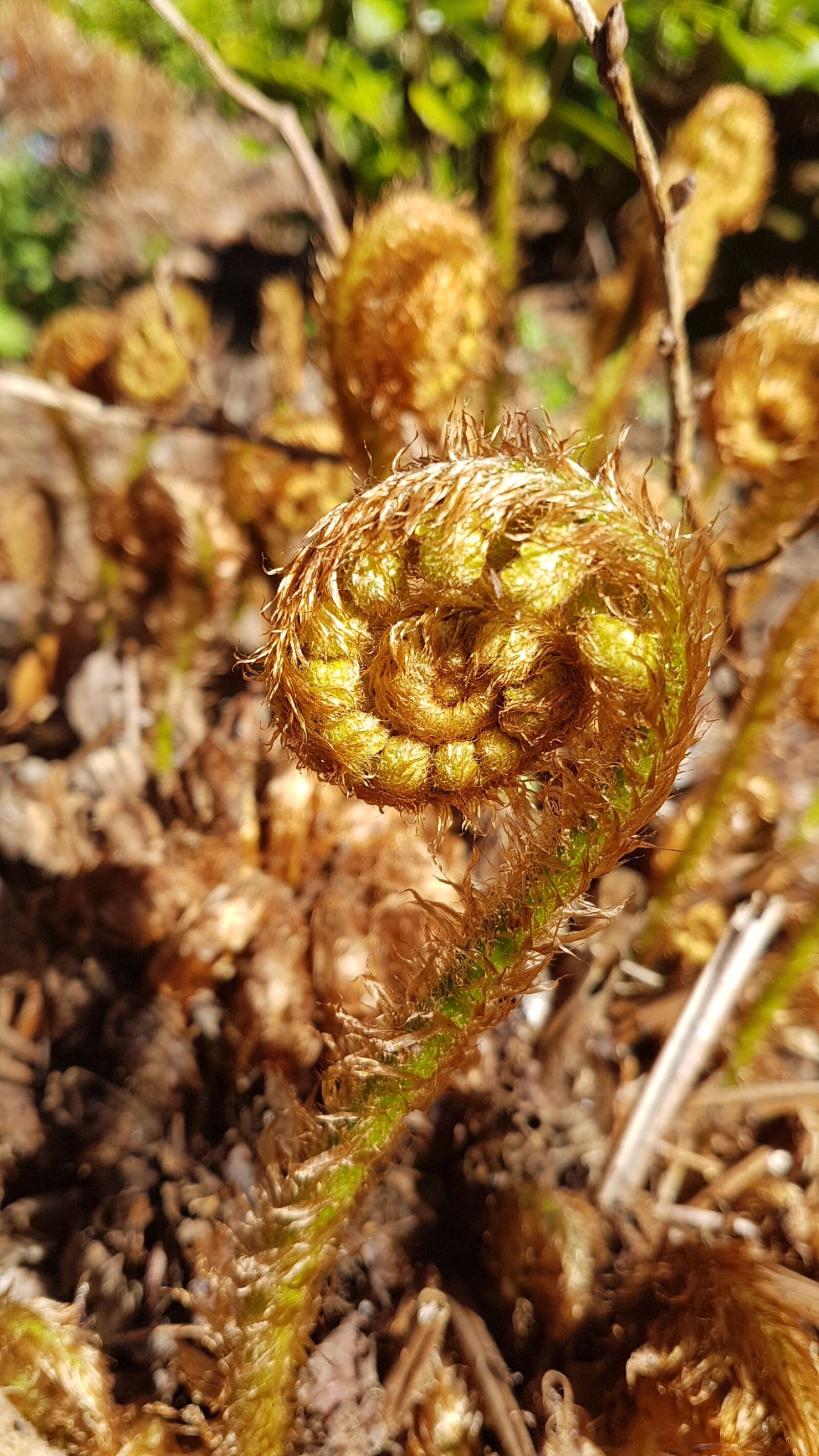 Samsung Galaxy S7 sample photo. Fern, spring, earth photography