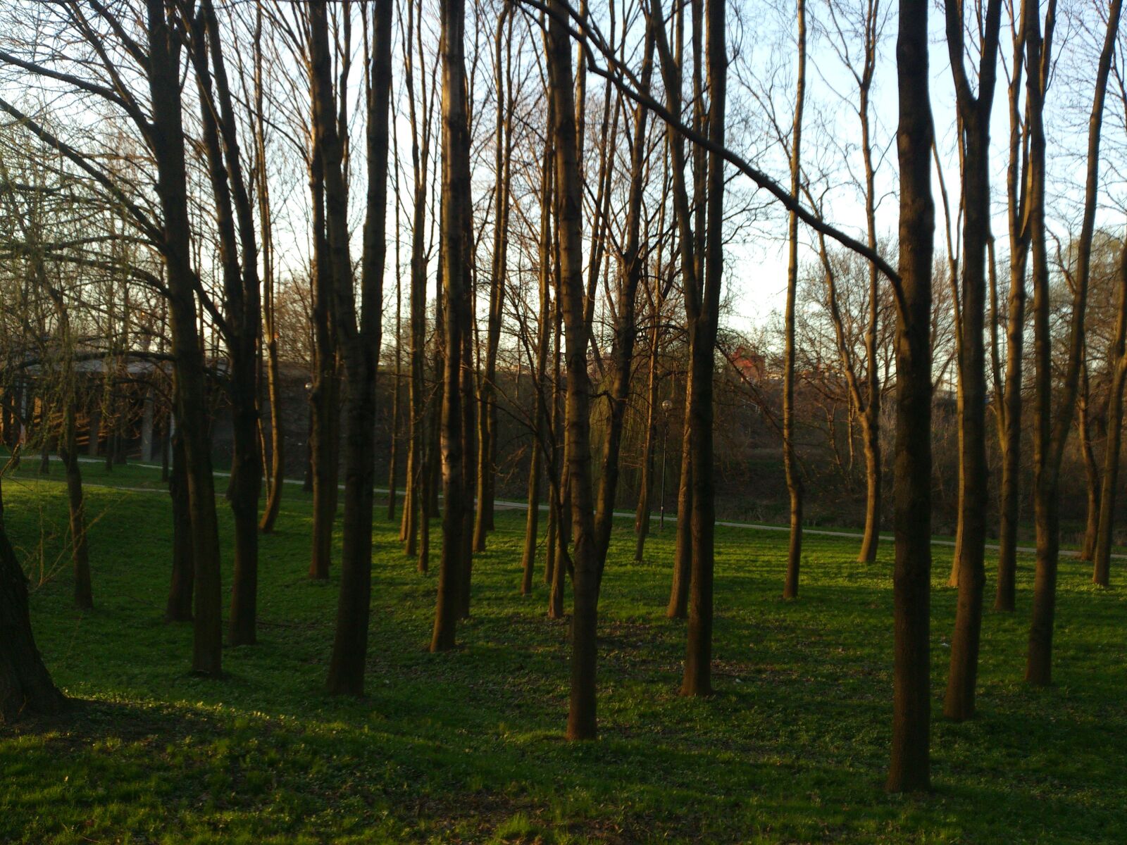 Sony Ericsson Xperia S sample photo. Tree, green, nature photography