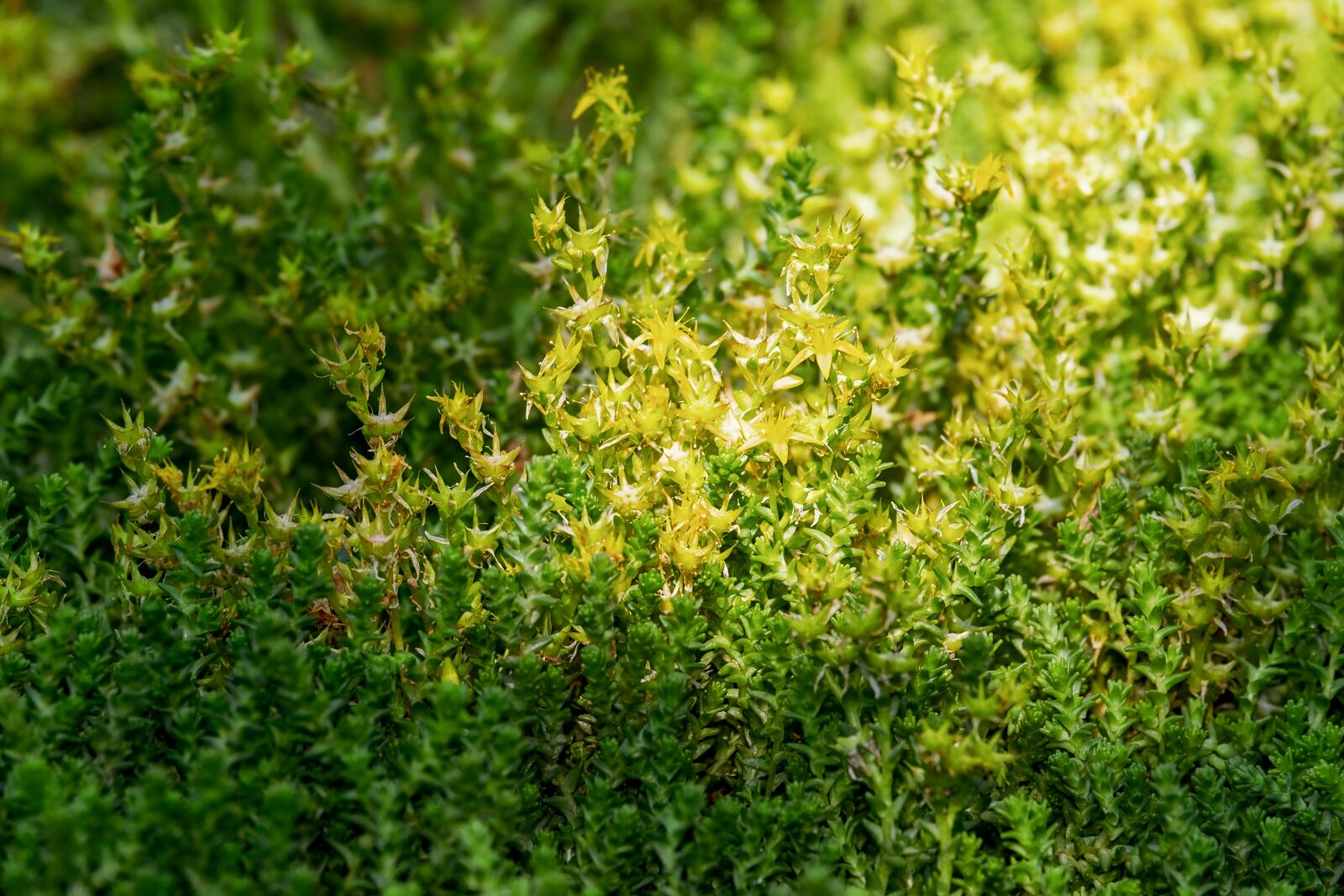 Fujifilm XF 55-200mm F3.5-4.8 R LM OIS sample photo. Sharp wall pepper, sedum photography
