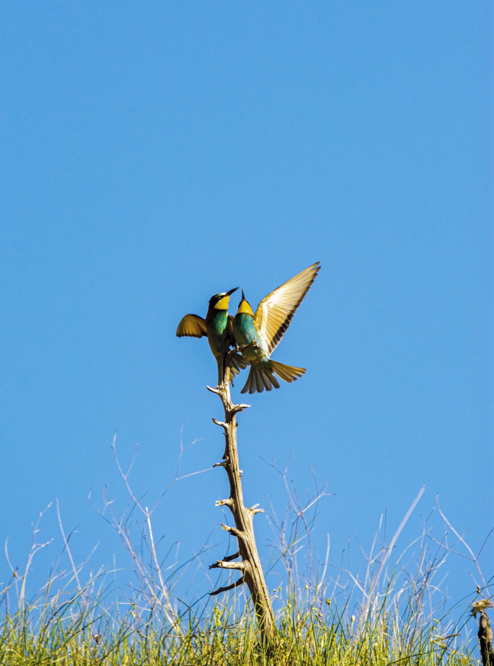 Nikon D7200 sample photo. Bird, nature, bee-eater photography
