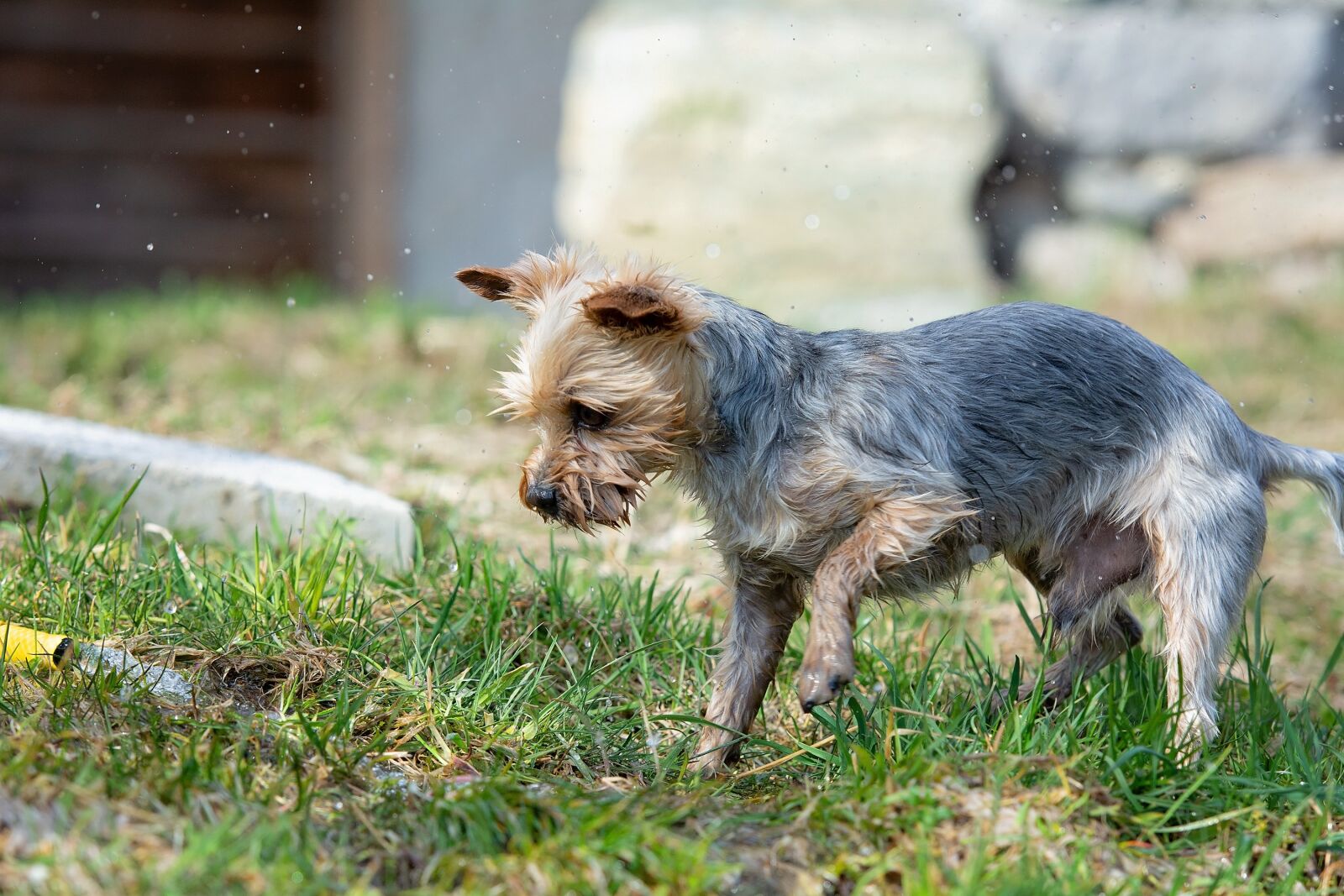 Nikon D7100 sample photo. Dog, water, wet photography