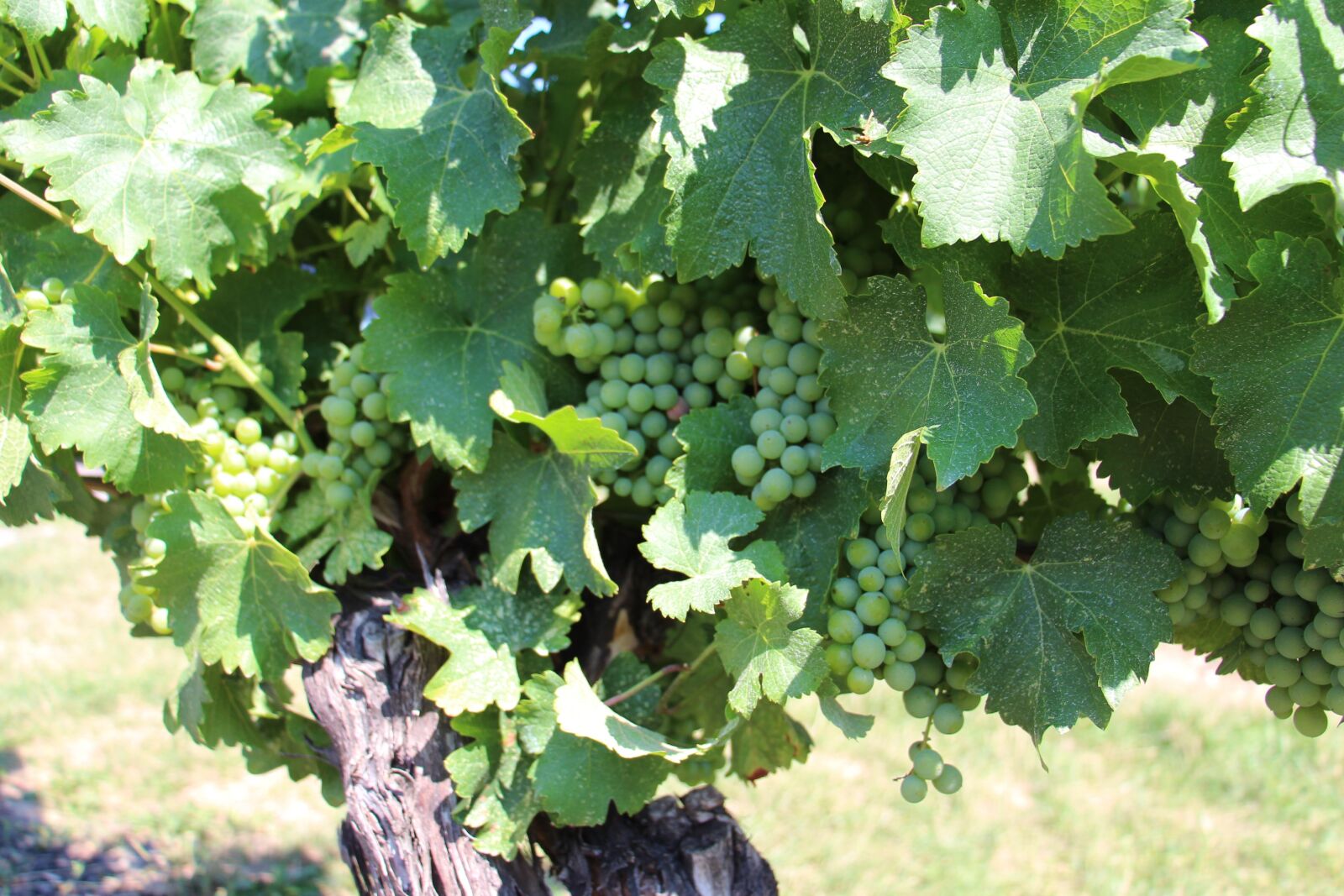 Canon EOS 700D (EOS Rebel T5i / EOS Kiss X7i) sample photo. Grapes, wine, vine photography