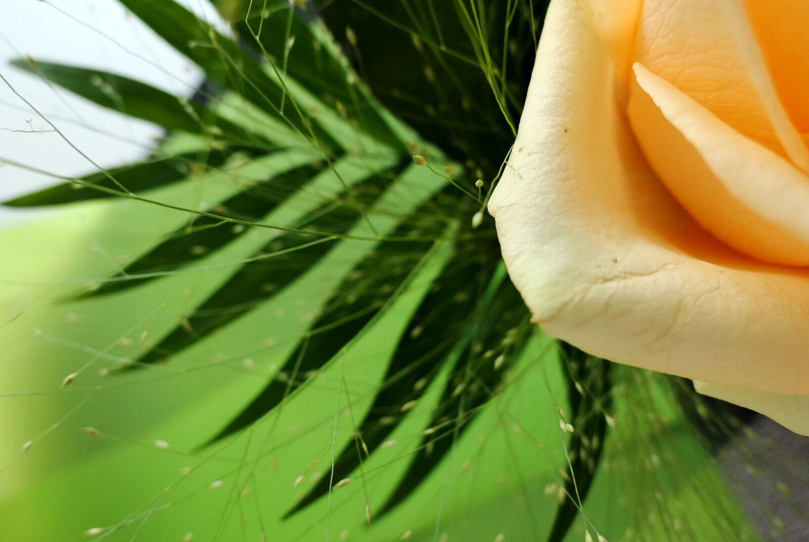 Panasonic Lumix DMC-LX10 (Lumix DMC-LX15) sample photo. Rose, yellow rose, blossom photography