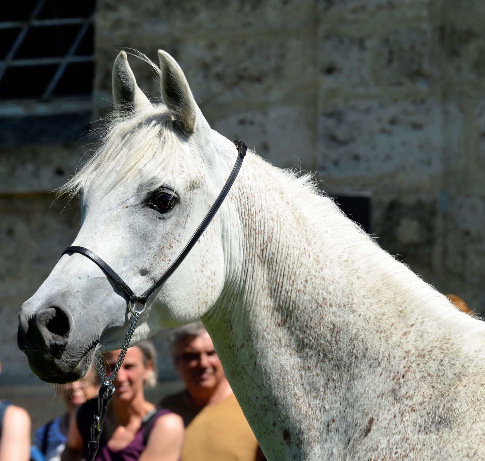 Nikon D5100 sample photo. Mare, mold, thoroughbred arabian photography