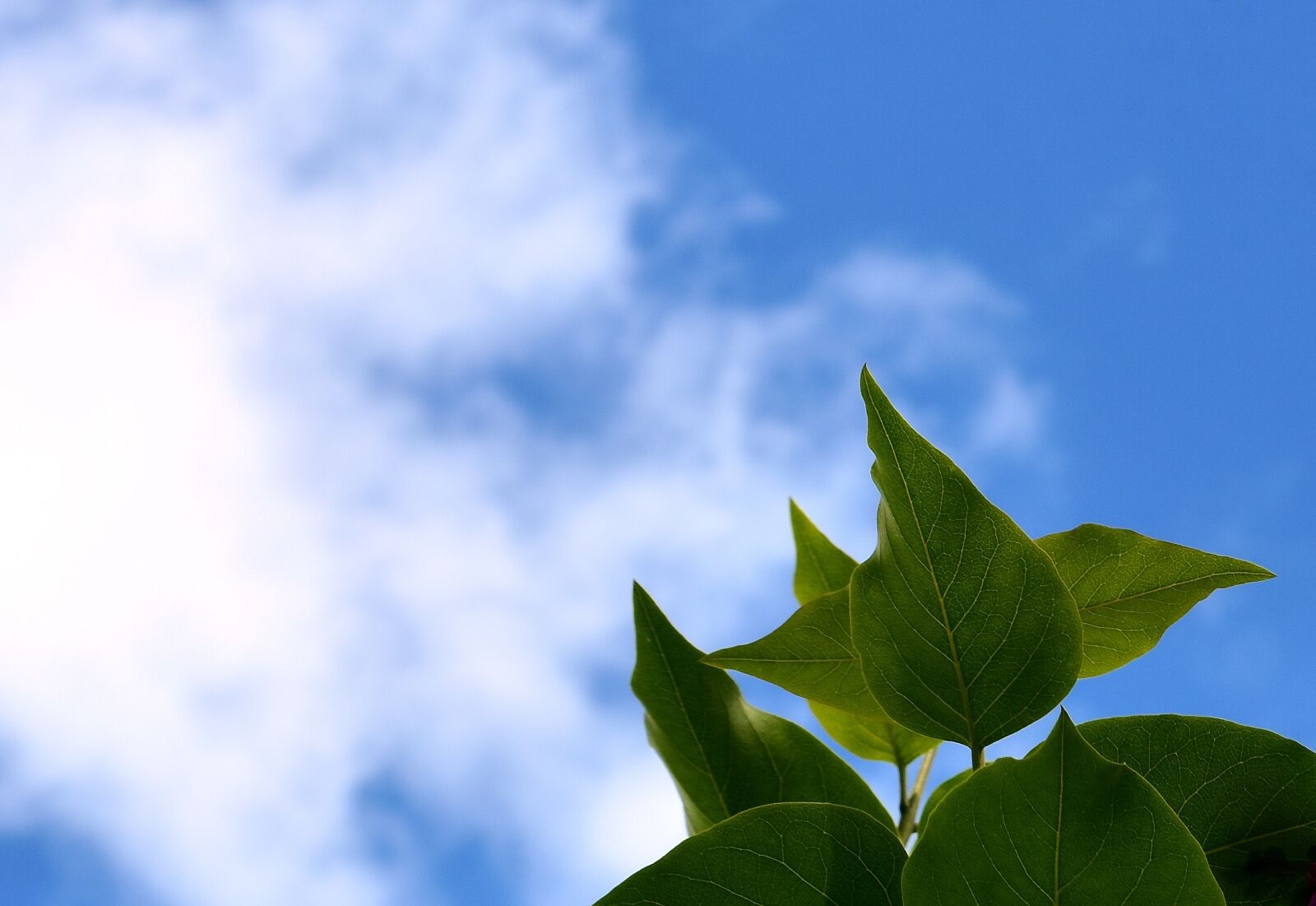 Nikon D7200 sample photo. Sky, leaves, lilac photography