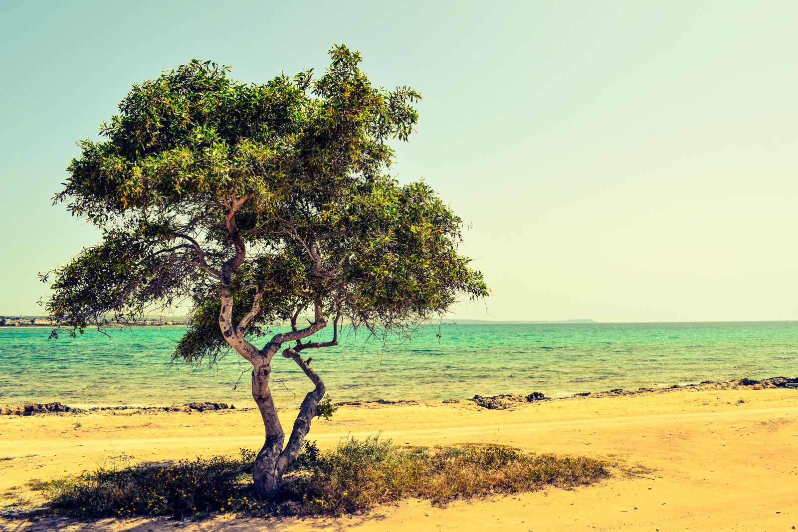 Nikon D3300 sample photo. Cyprus, potamos liopetri, tree photography
