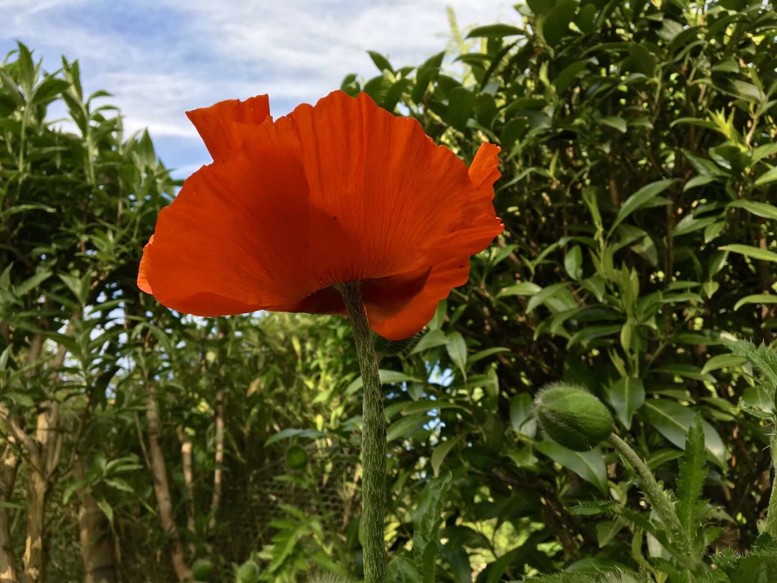 iPad Pro back camera 4.15mm f/2.2 sample photo. Poppy flower, flower, plant photography