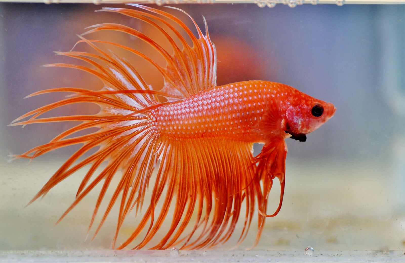 Sony SLT-A58 sample photo. Betta, warrior, aquarium photography