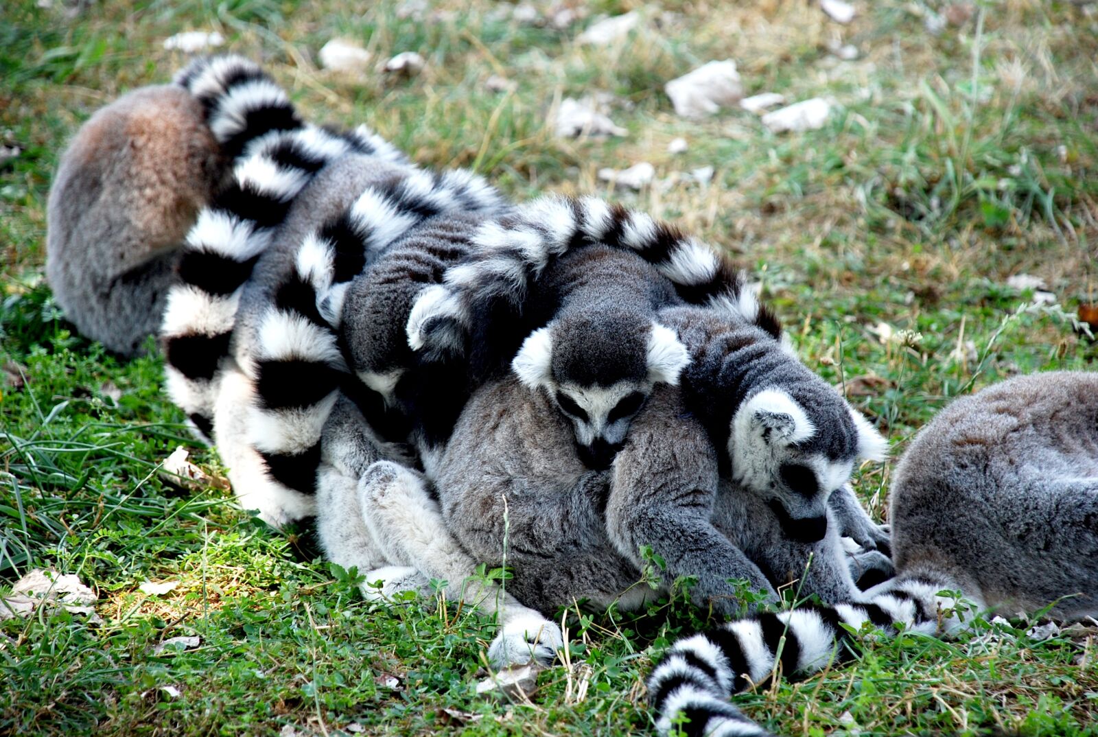 Nikon D40X sample photo. Animal, hairy, hair photography