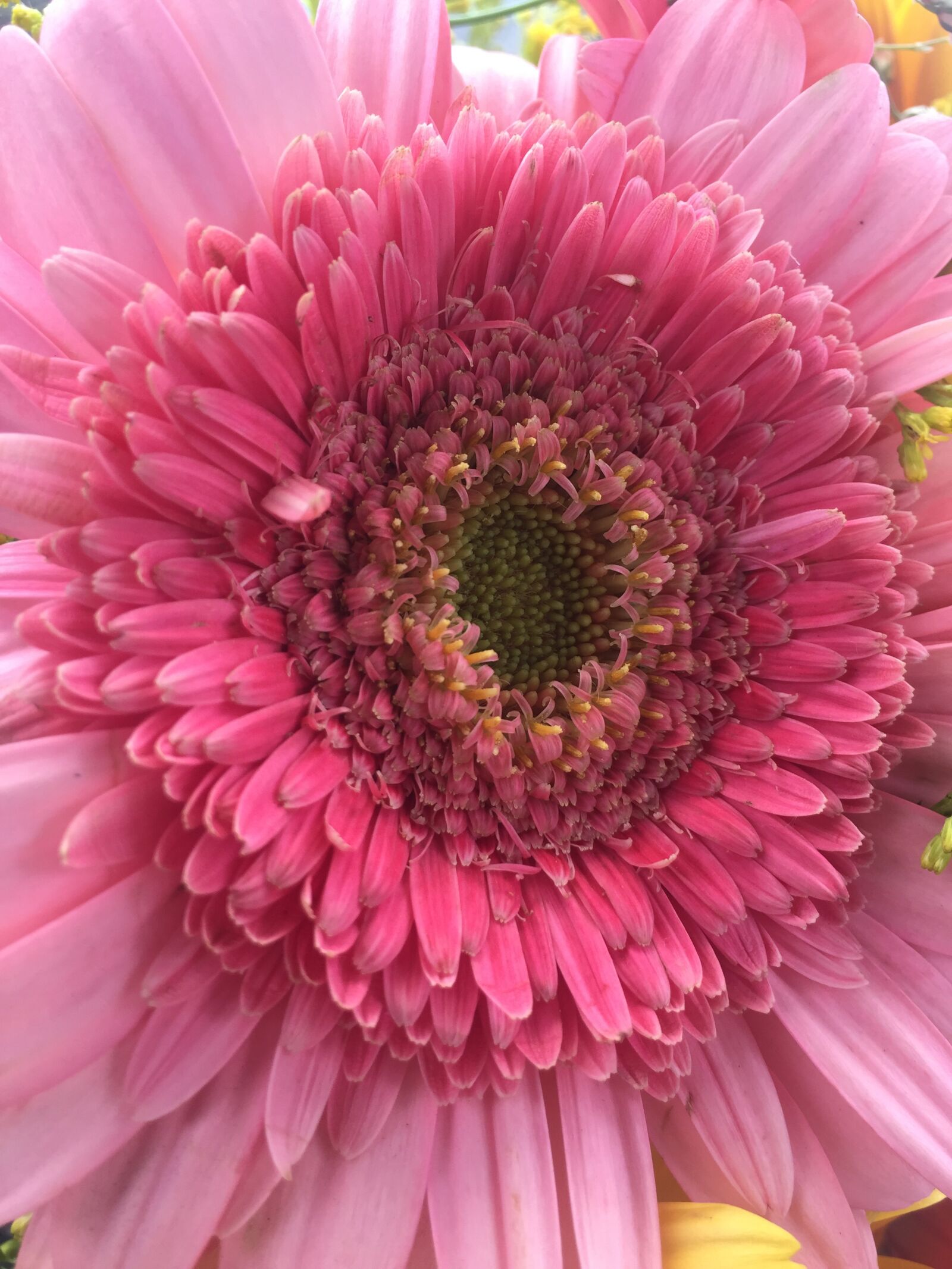 iPhone 6 back camera 4.15mm f/2.2 sample photo. Flor, rosa, naturaleza photography