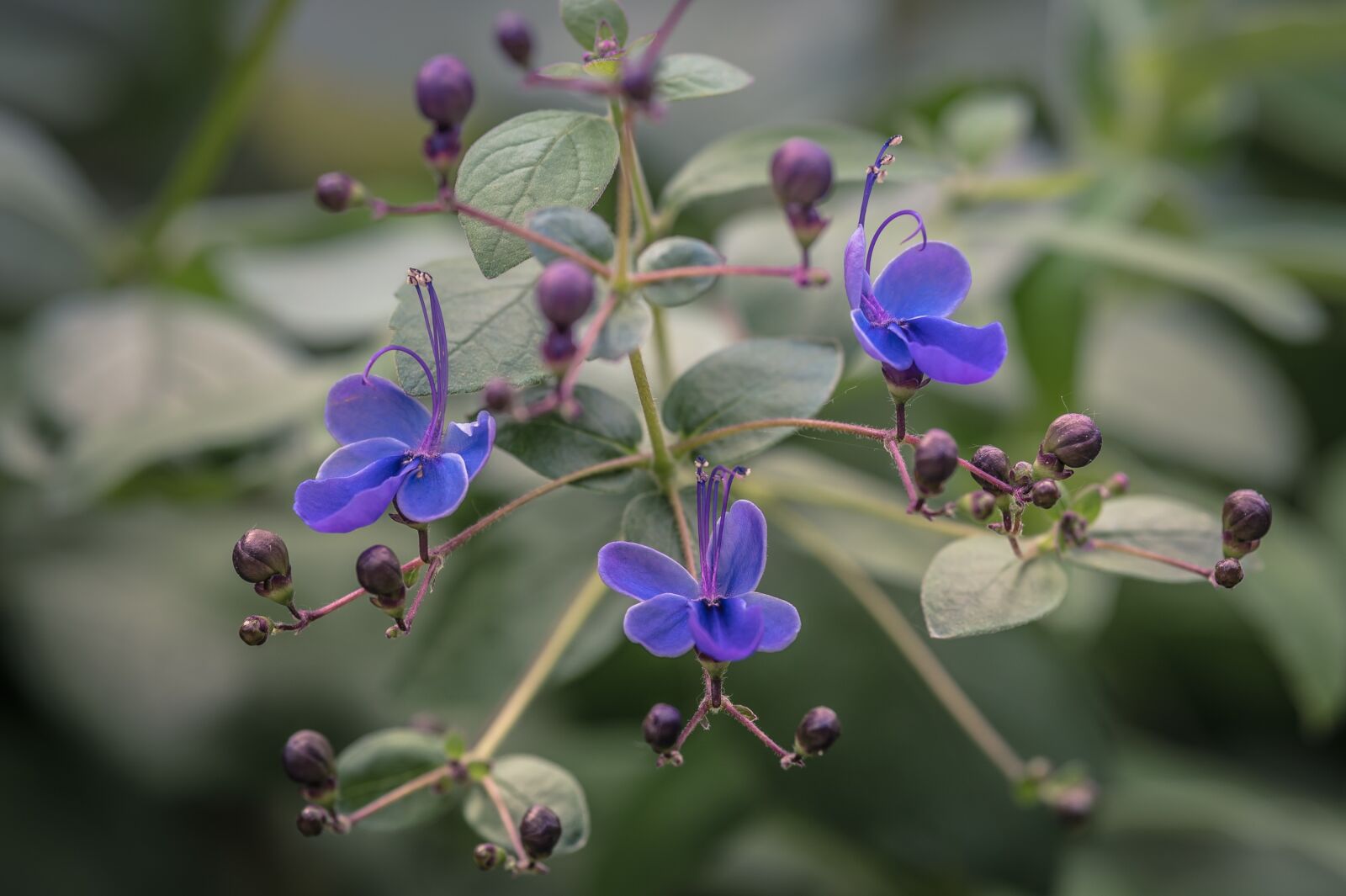 Nikon Z6 sample photo. Flower, garden, nature photography